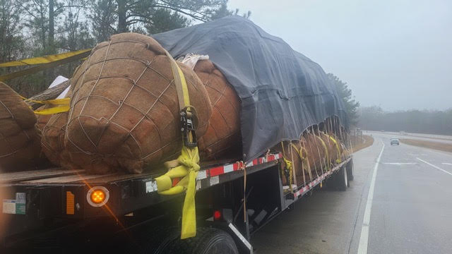 covered trees on flatbed of semi
